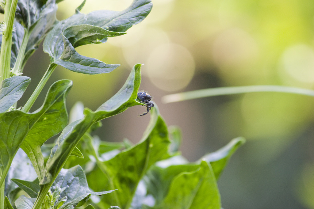 Jumping spider about to leap from a spinach leaf
