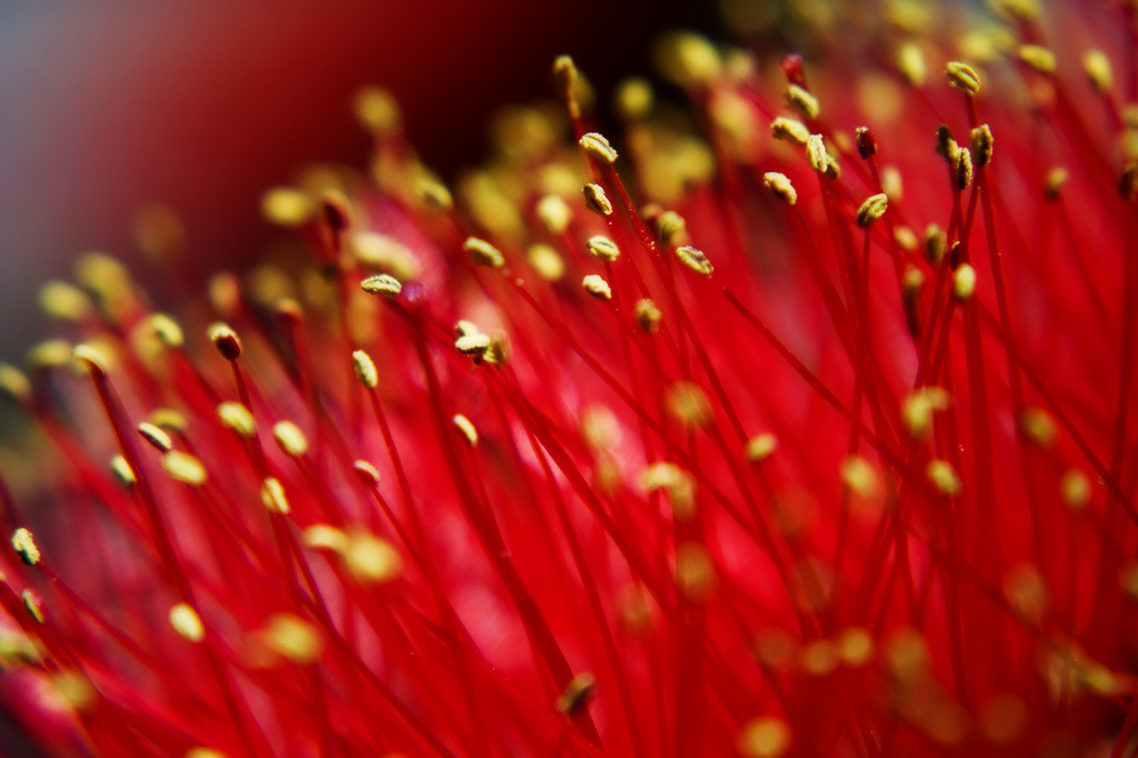 Bottlebrush (Callistemon)