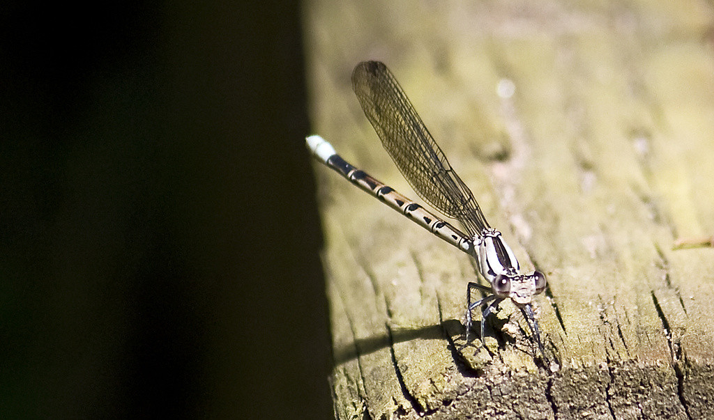 White colored damselfly