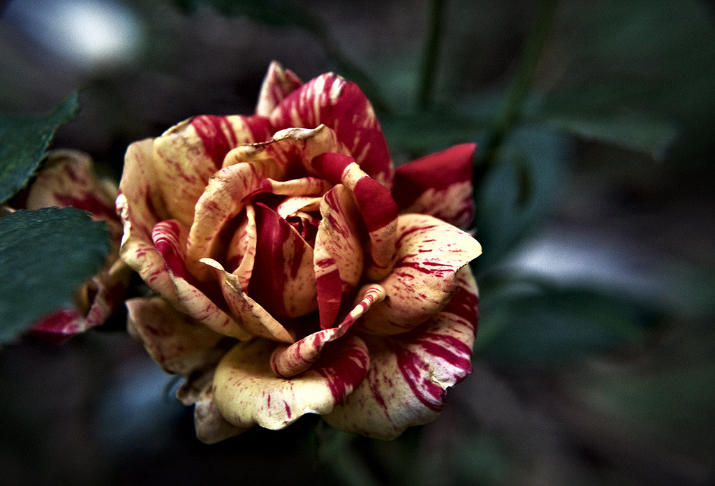 Small variegated rose bloom 