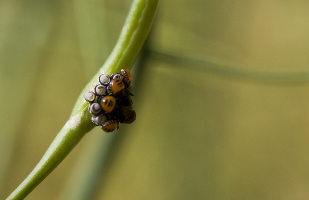 Recently hatched harlequin beetles