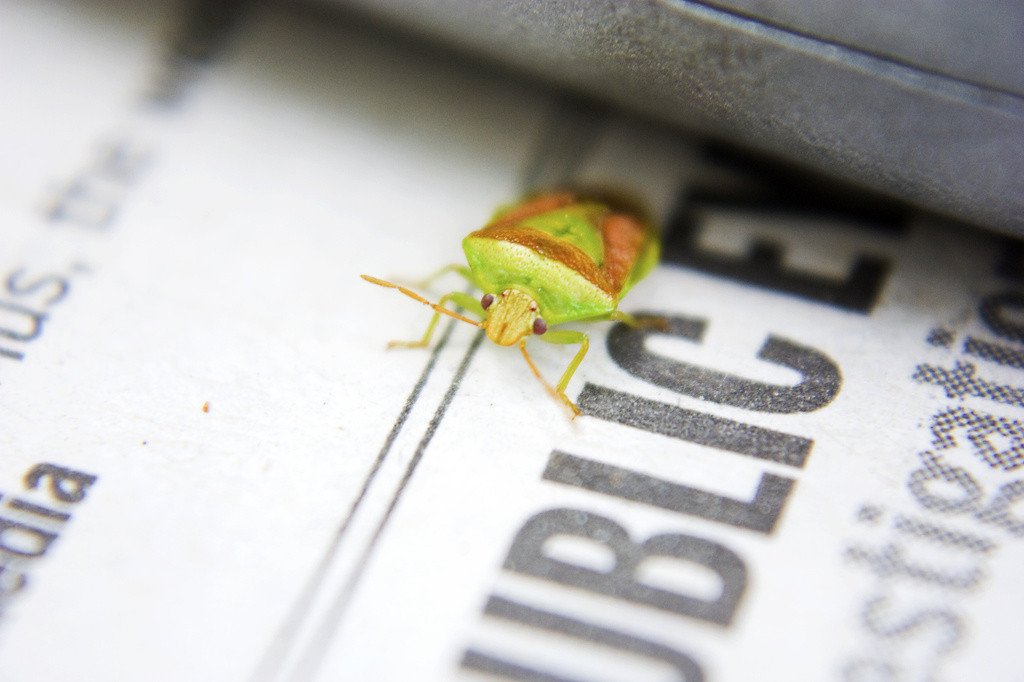 Green & brown beetle on the Sunday paper