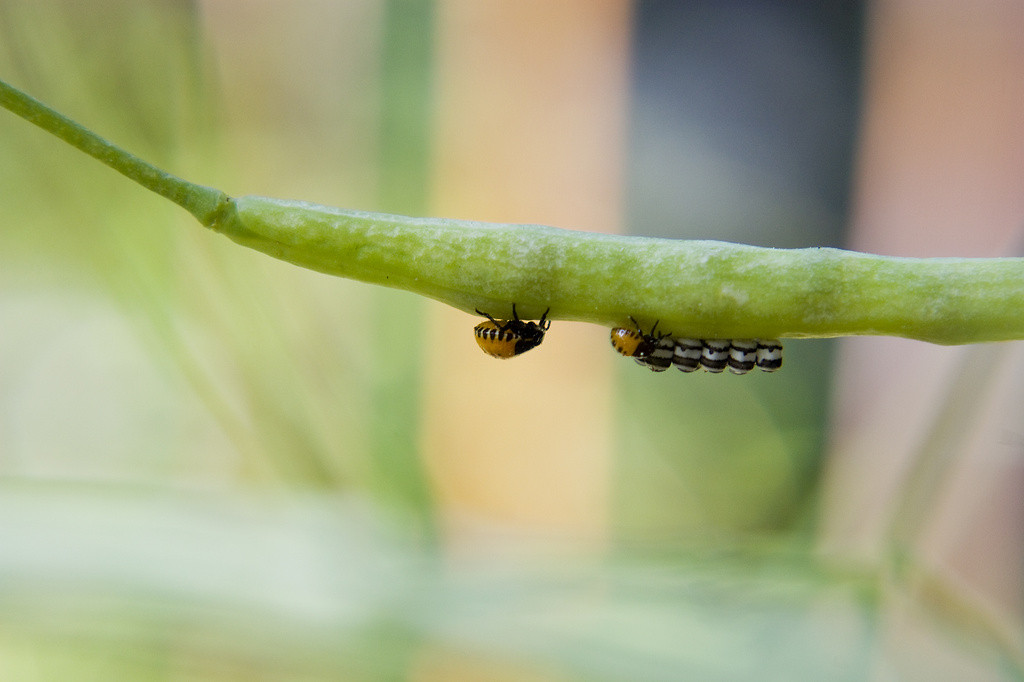 Harlequin beetles and their unique striped eggs
