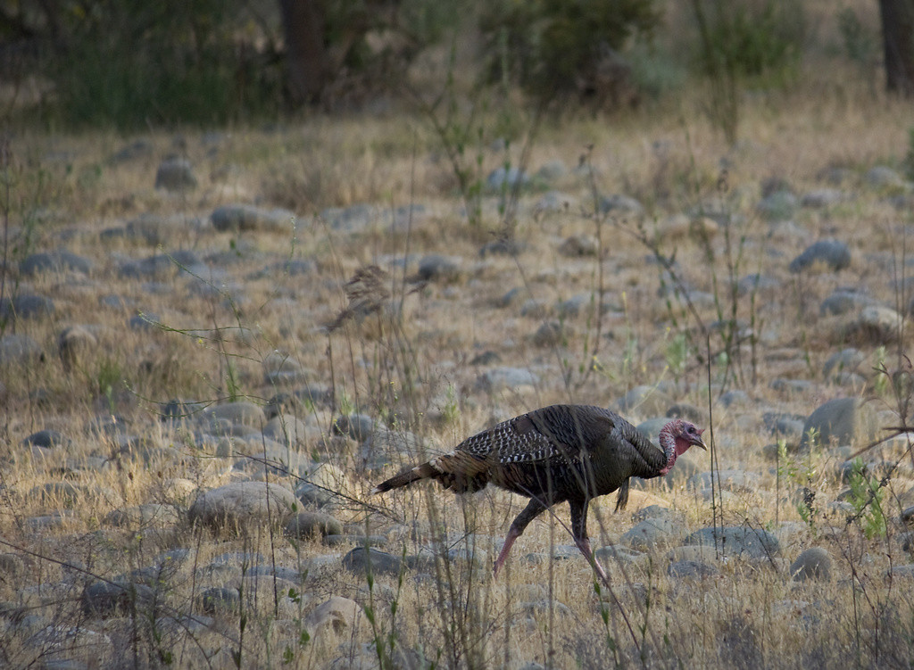 Wild turkey on the move