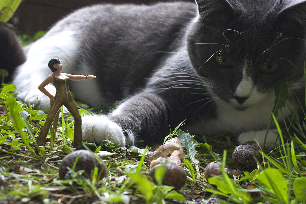 Bones the cat, interrupting a photo shoot