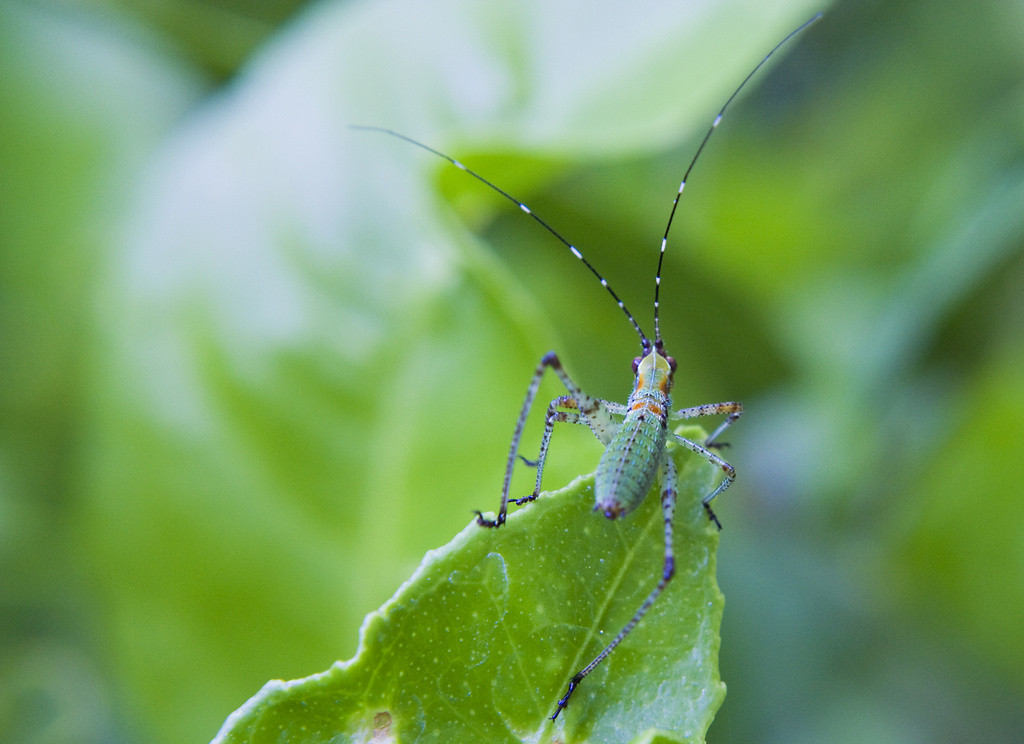Young green katydid looking for something to eat
