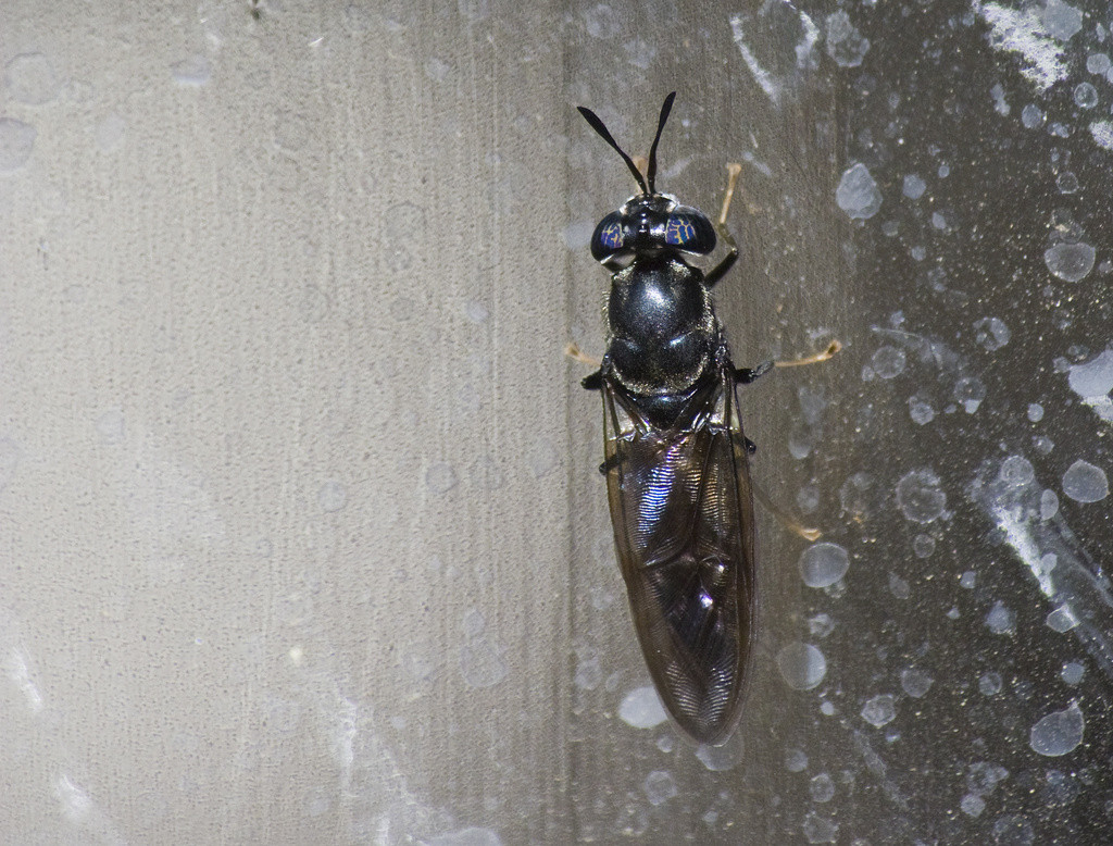 Black soldier fly