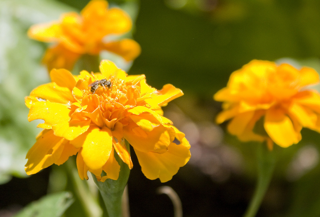 A tiny bee collects pollen from a yellow marigold