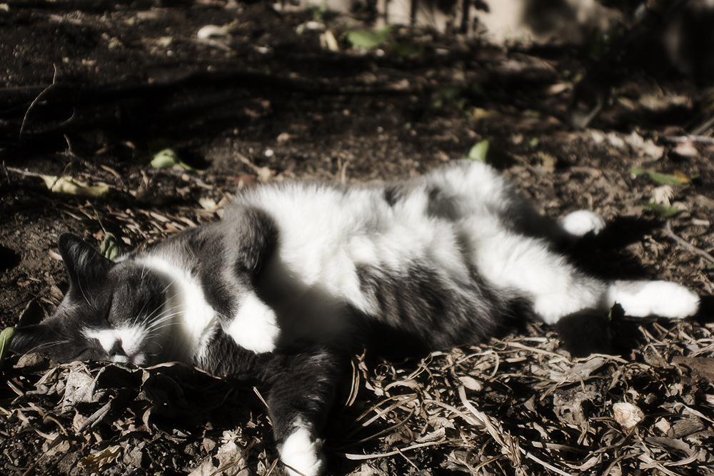 Bones the cat, sleeping on his back outside