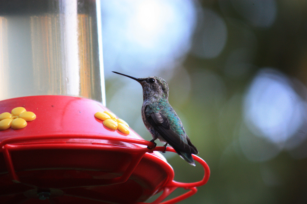 Anna's hummingbird perched on feeder