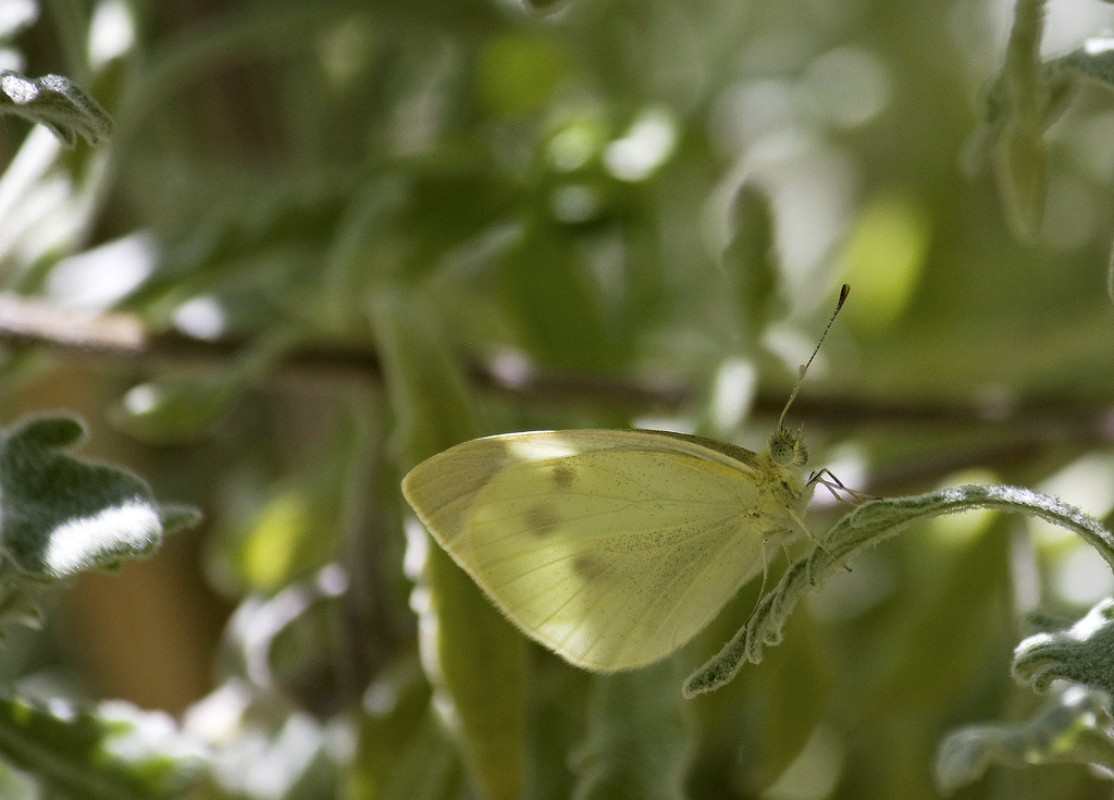 Cabbage butterfly resting on a lavender leaf