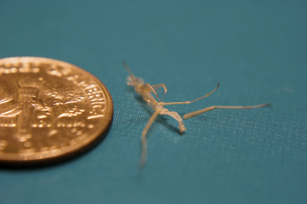 The recently shed exoskeleton of a mantis next to a dime for size reference