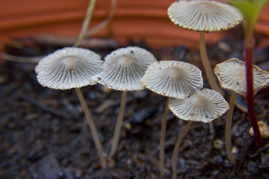 Delicate mushrooms in pot