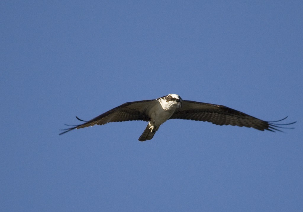 Osprey in flight