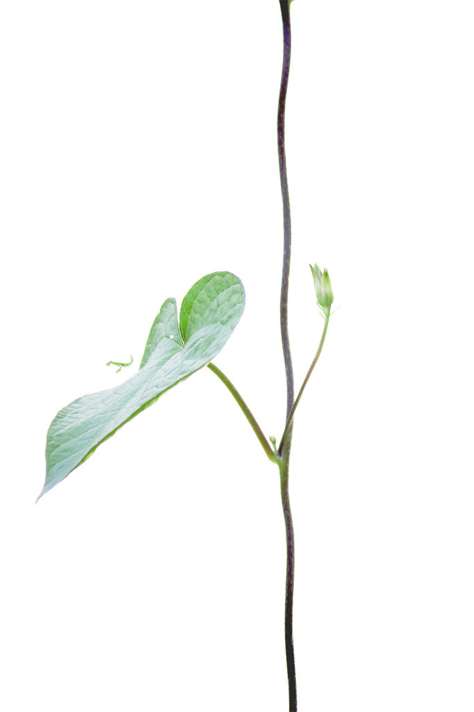 Tiny praying mantis on morning glory leaf