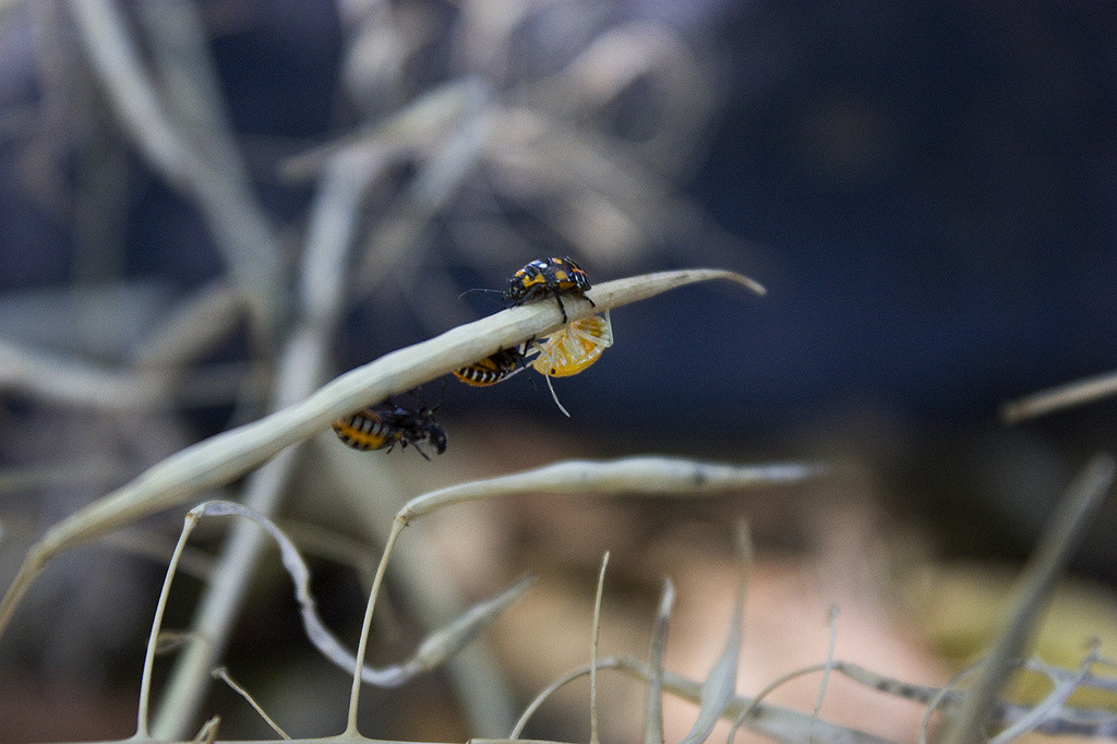 Red & black harlequin beetles