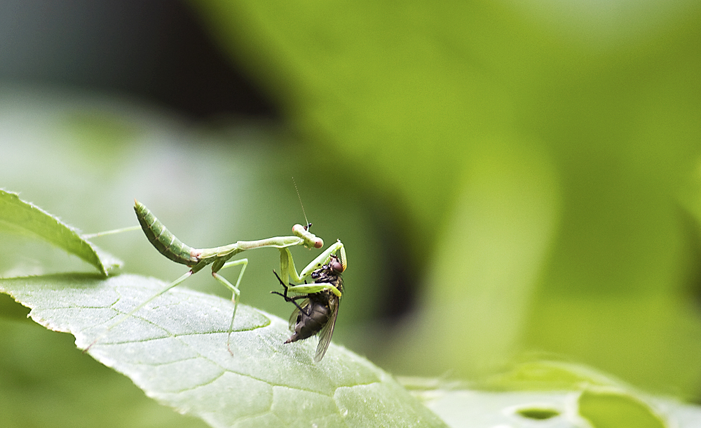 Small green mantis holding a house fly