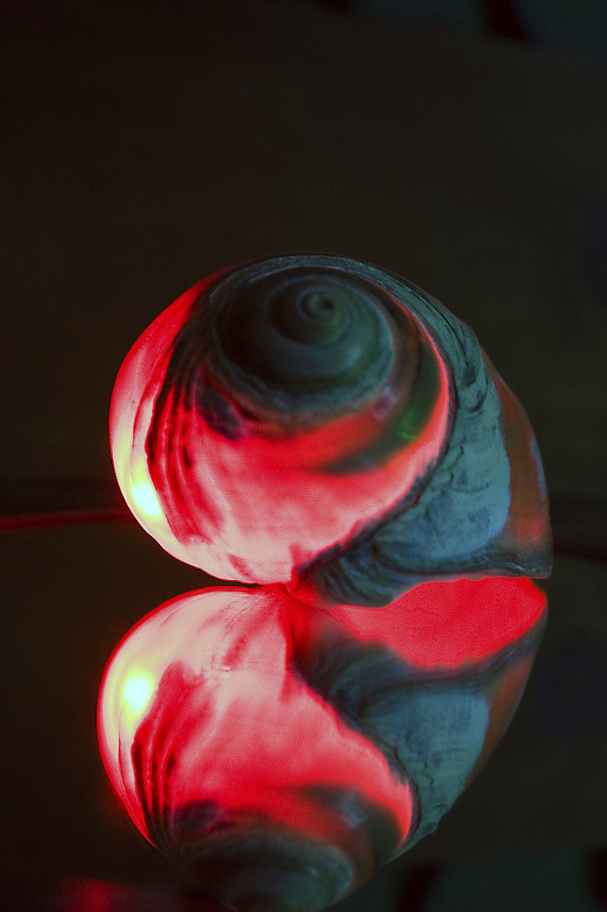 Sea snail shell with red LED light inside