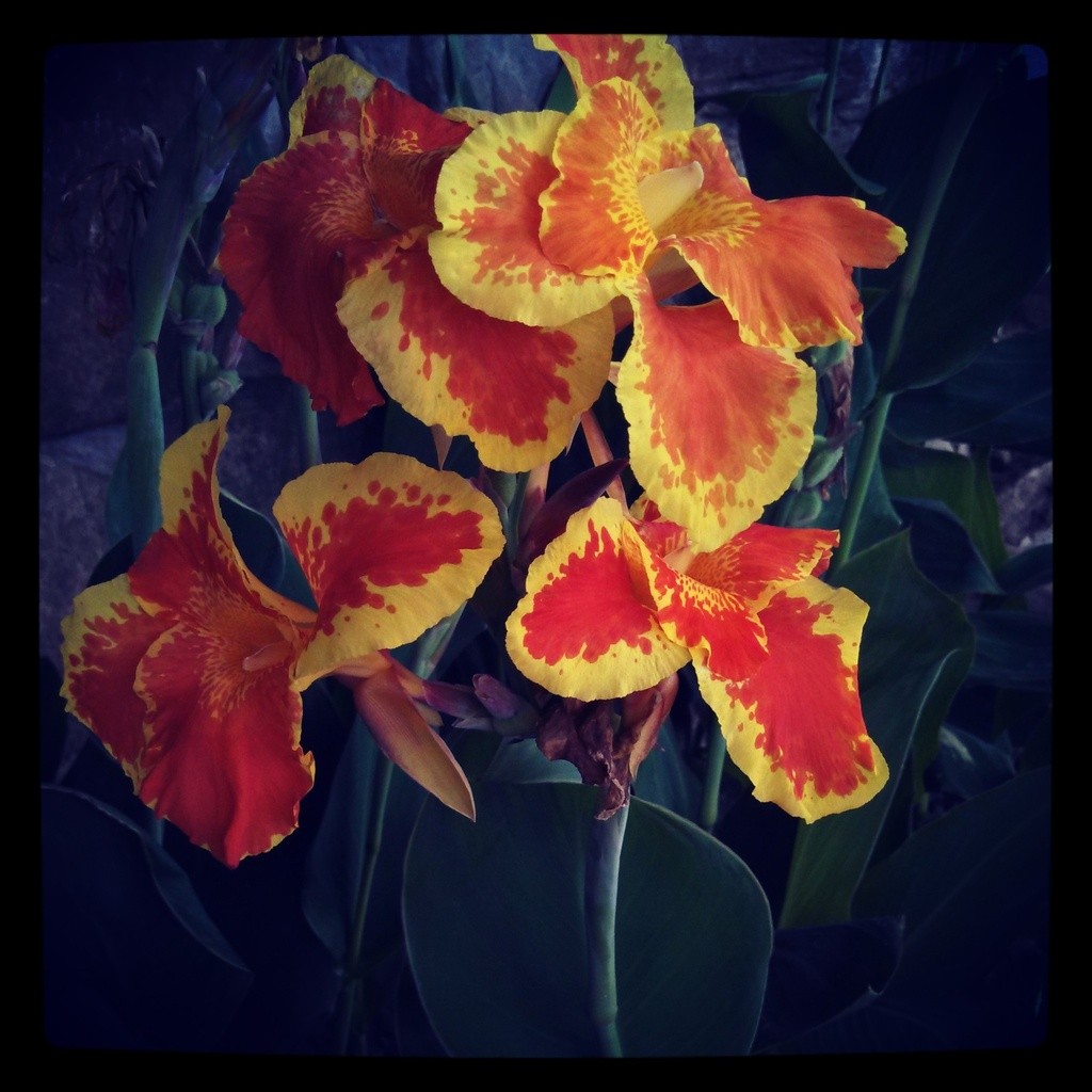 Orange & Yellow tropical flowers