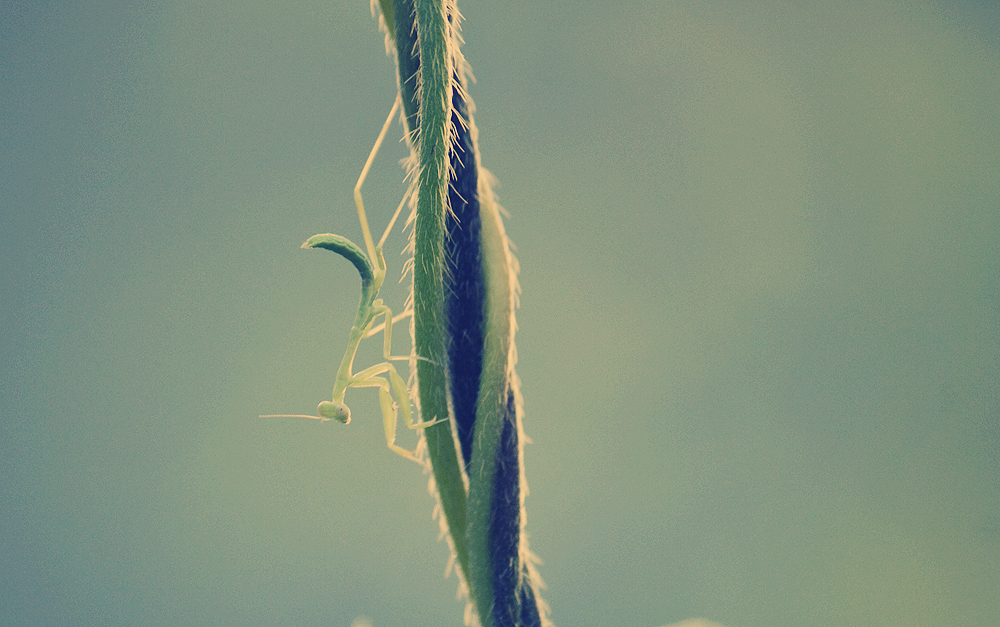 Praying mantis on twisted morning glory vines