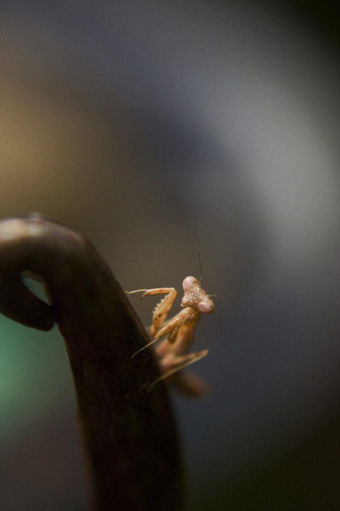 Tiny brown mantis on a garden stake