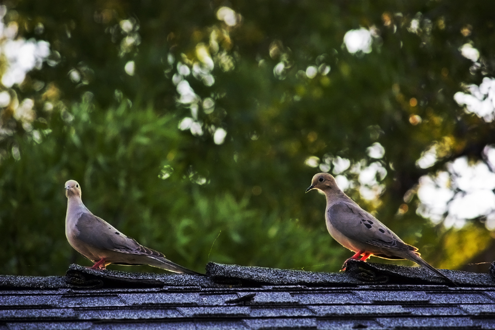 Mourning doves on the roof