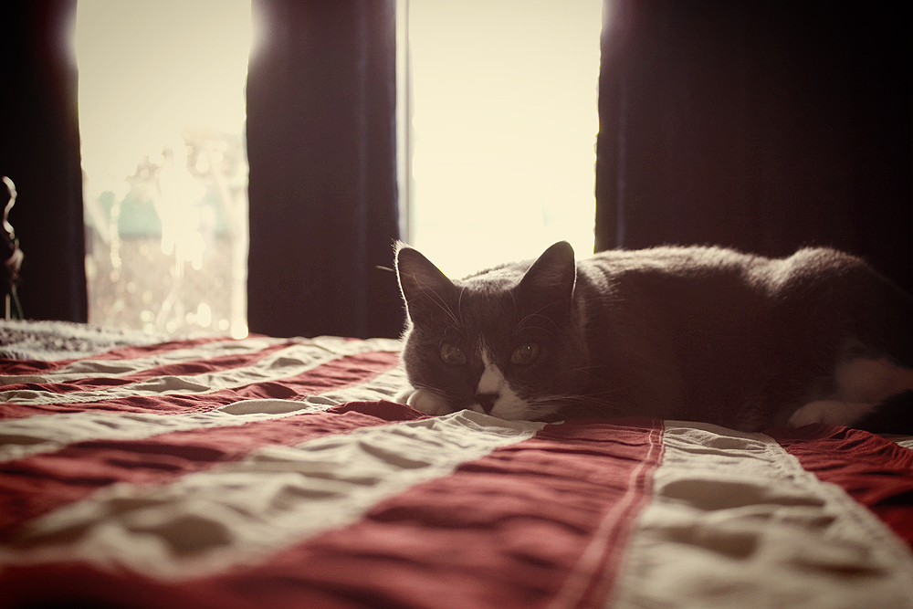 Bones the cat & American flag