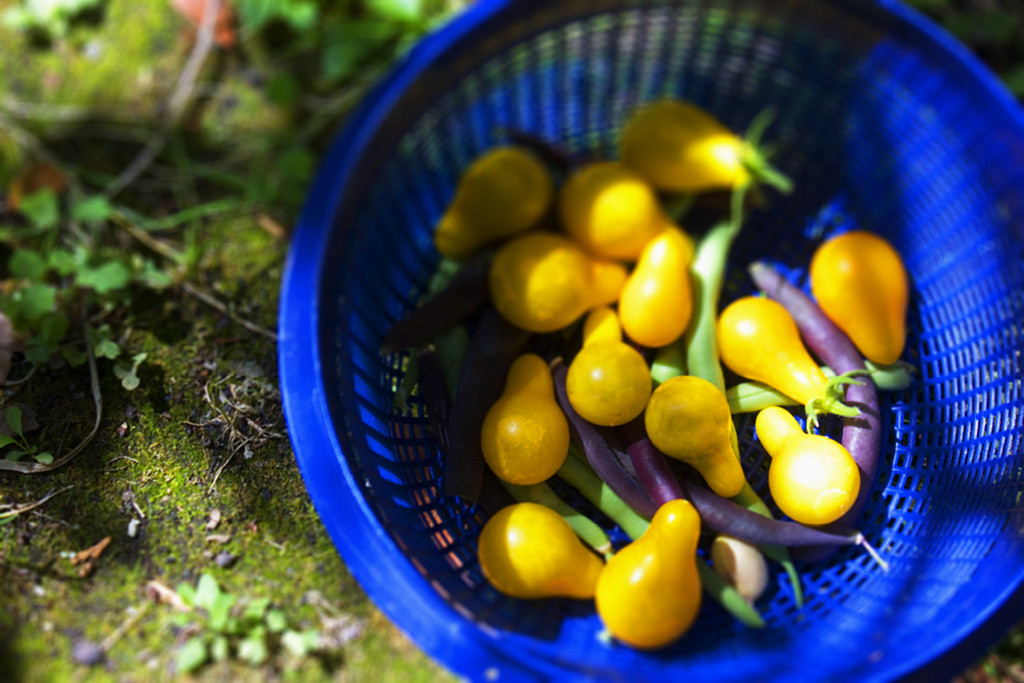 Yellow tomatoes & purple beans in a blue basket