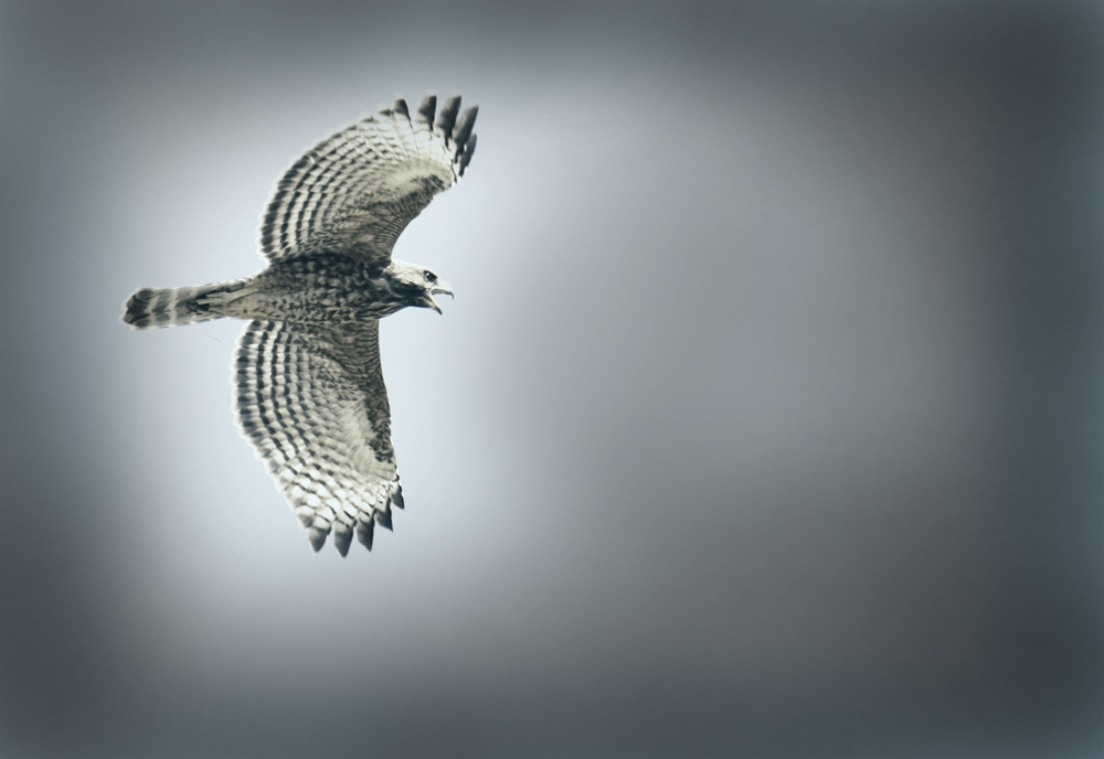 Hawk in flight