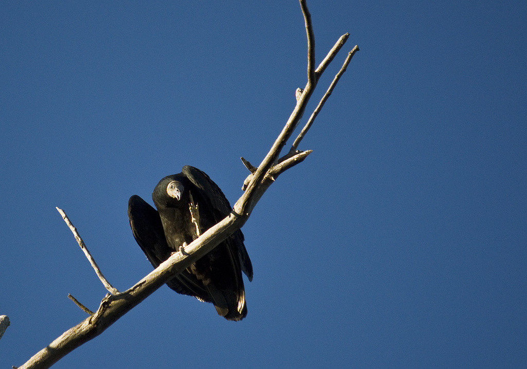 Juvenile Turkey Vulture