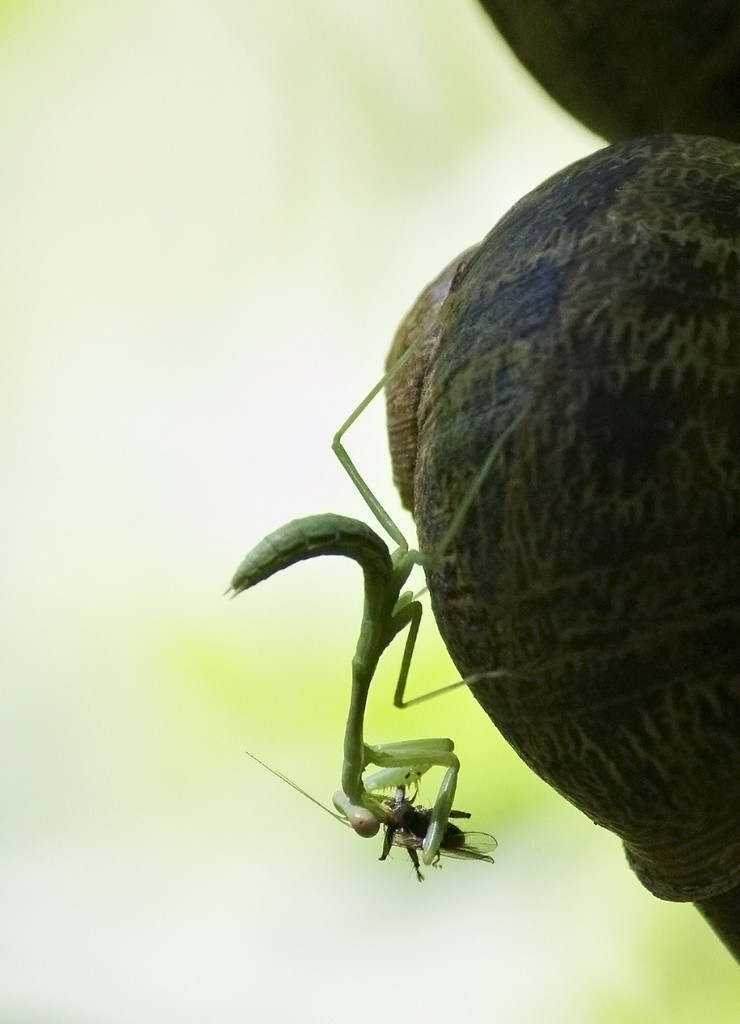 Mantis snacking on a fly