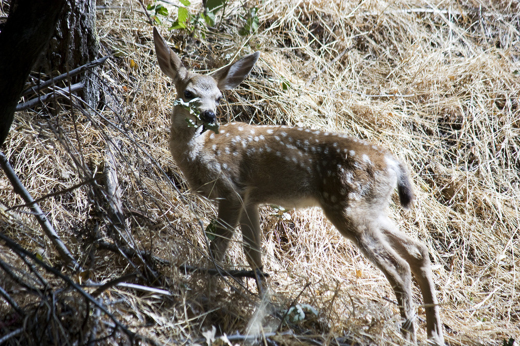 Spotted black-tailed fawn