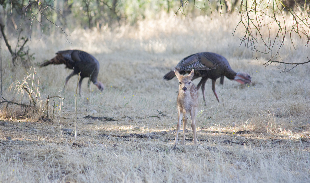 Spotted black-tailed fawn with wild turkeys