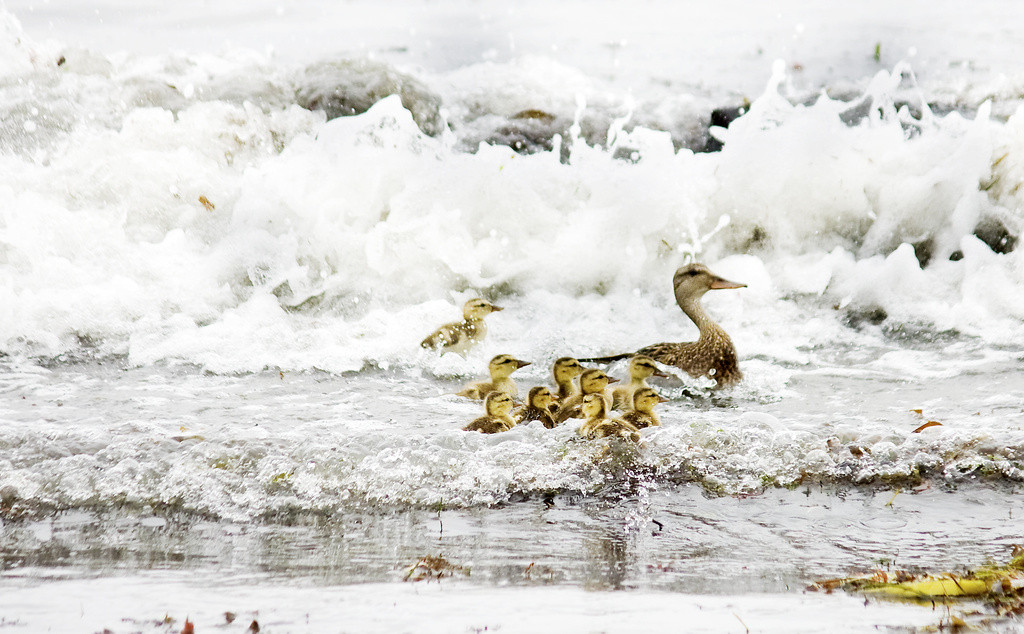 Duck and ducklings in the breakers at Doran Beach, Bodega Bay