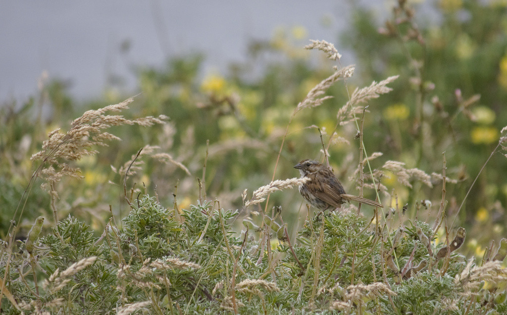 Sparrow on bush lupine, Bodega Head