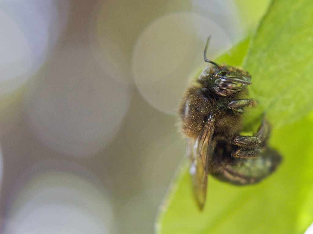 Black carpenter bee resting on a leaf