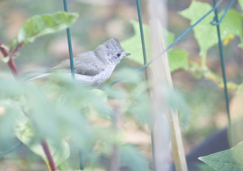 Titmouse looking for insects in the garden
