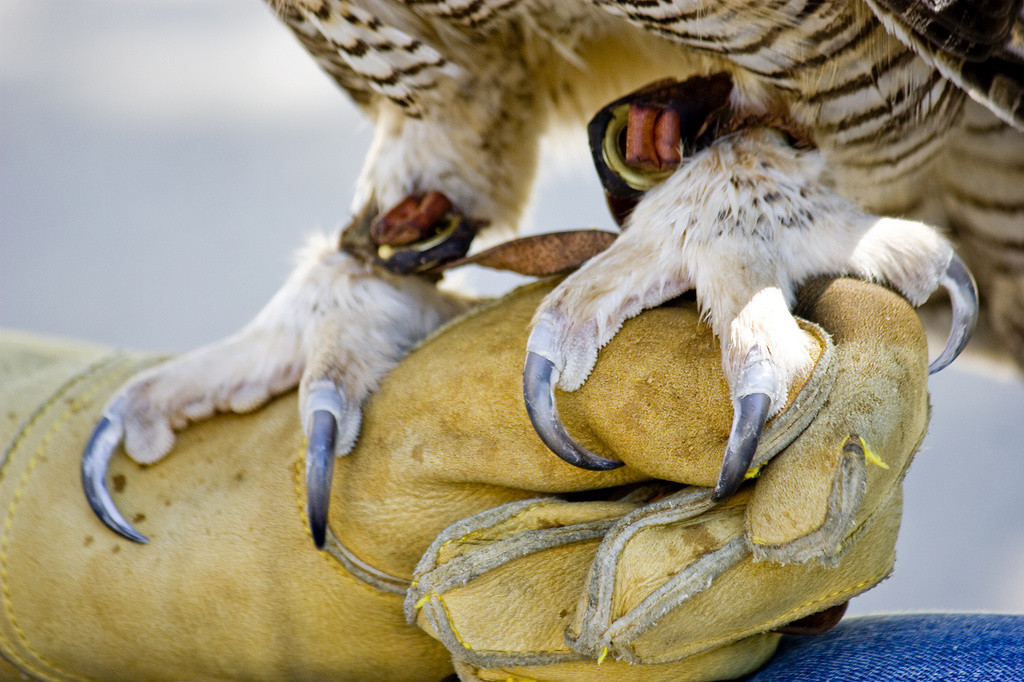 Talons belonging to Echo, the great horned owl