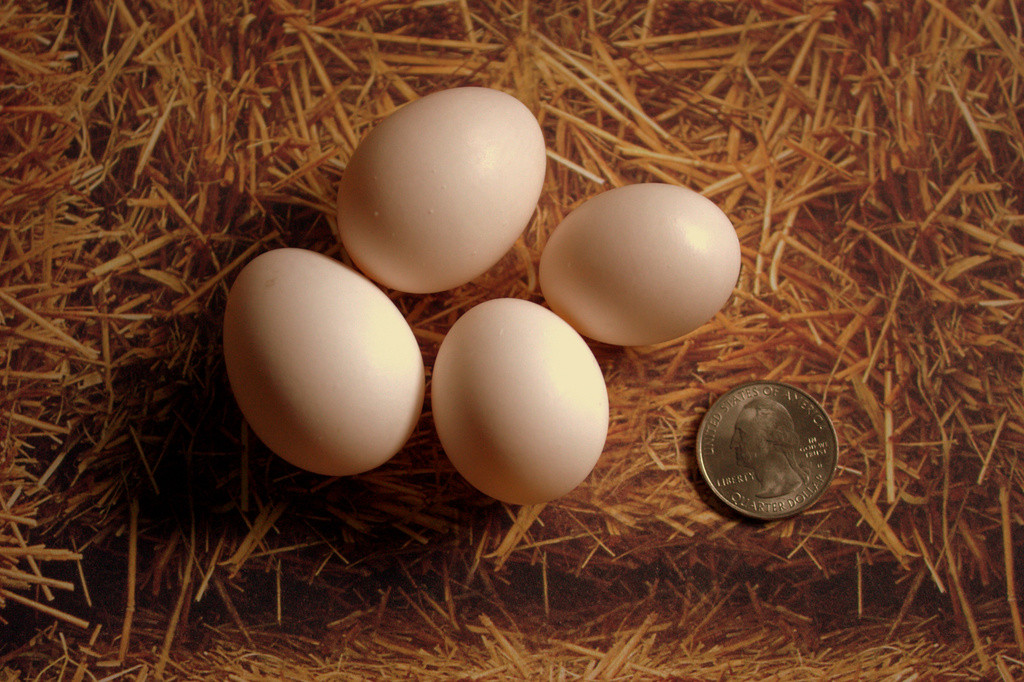 Pigeon eggs next to a coin for size reference