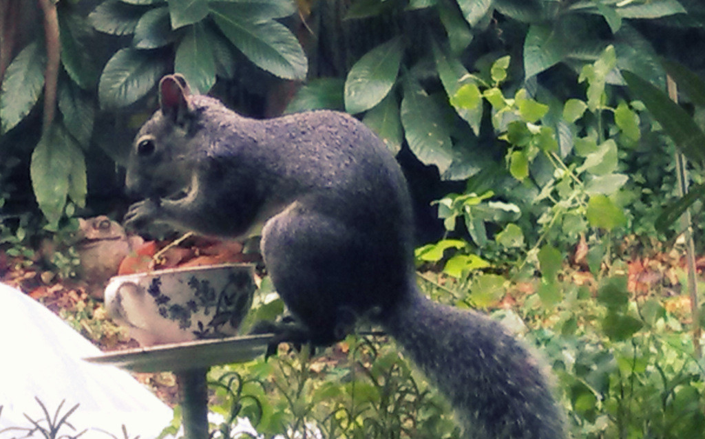 A gray squirrel in the teacup bird feeder