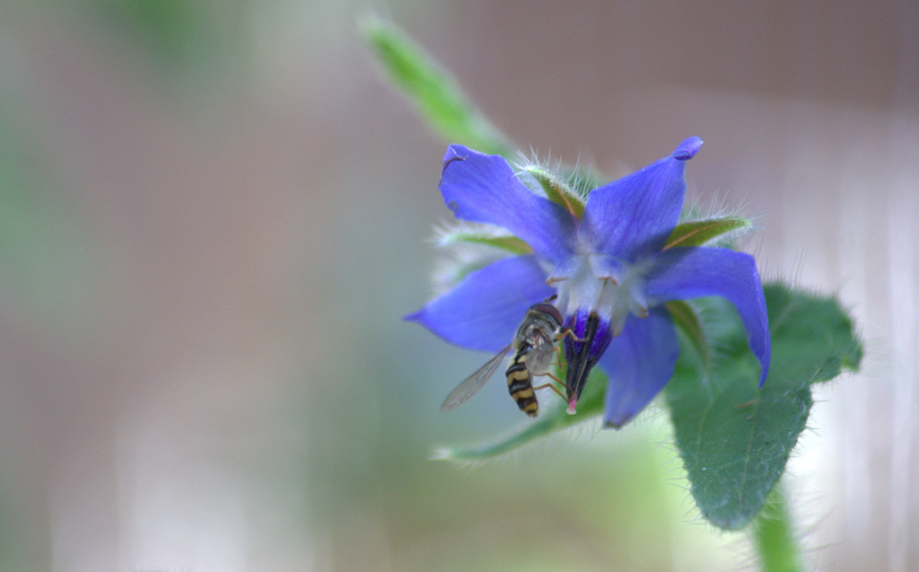 Striped fly on blue borage flower
