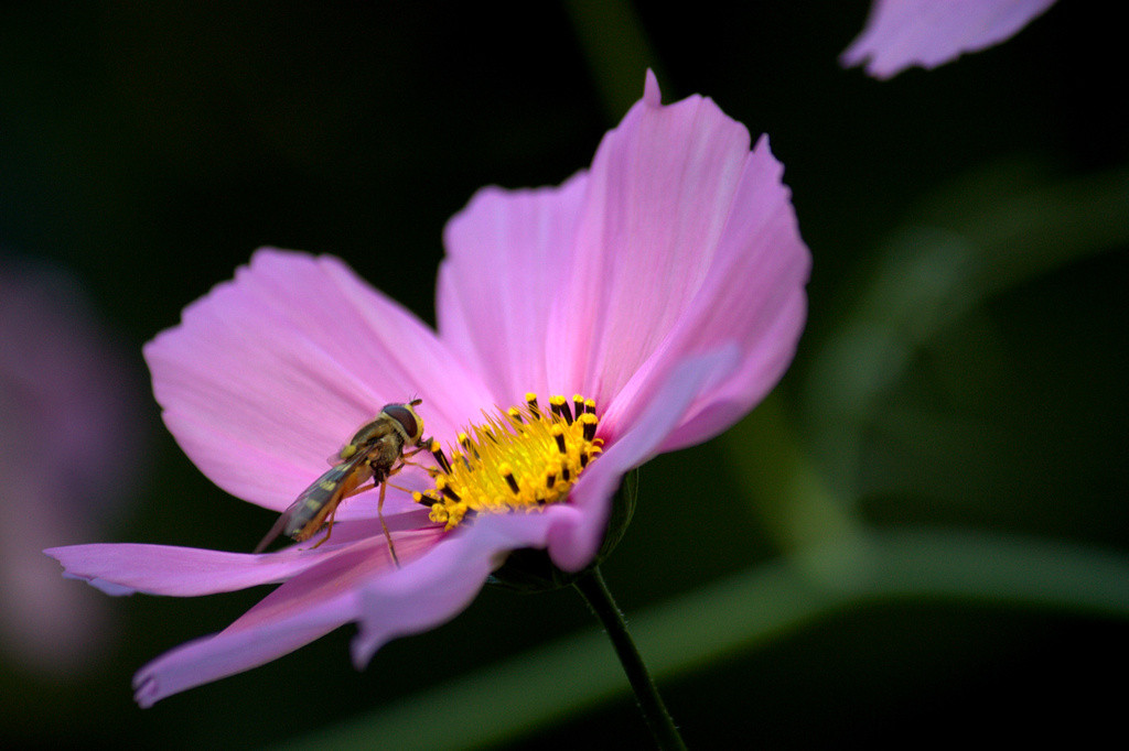 Striped fly on a pink cosmos flower