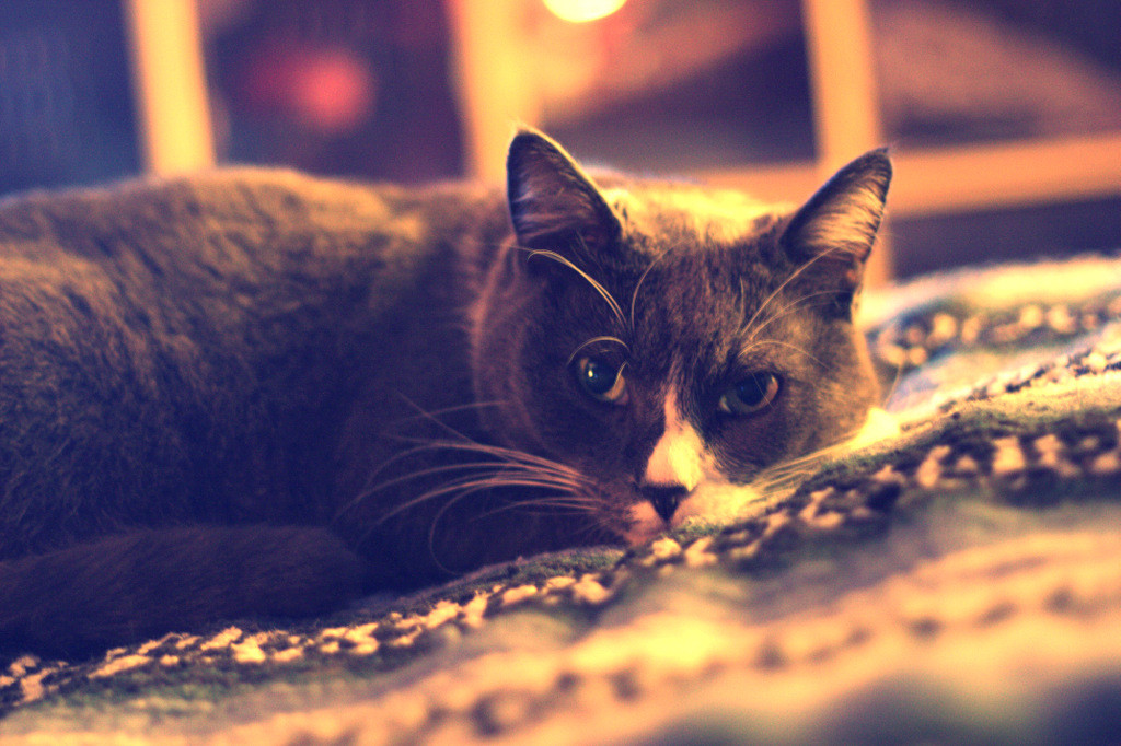 Bones the cat on my bed