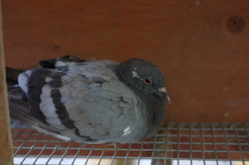 Feral pigeon found grounded in my front yard