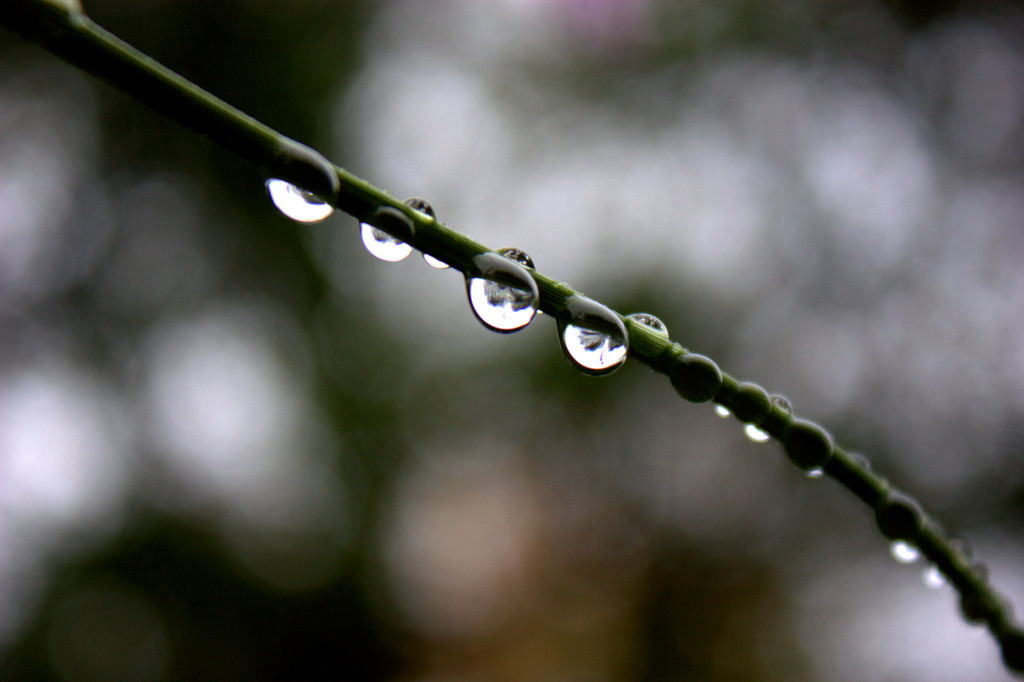 Water droplets on a flower stem