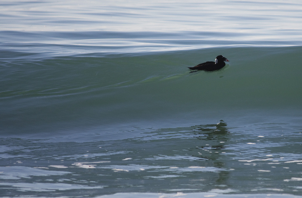 Surf Scoter in the waves