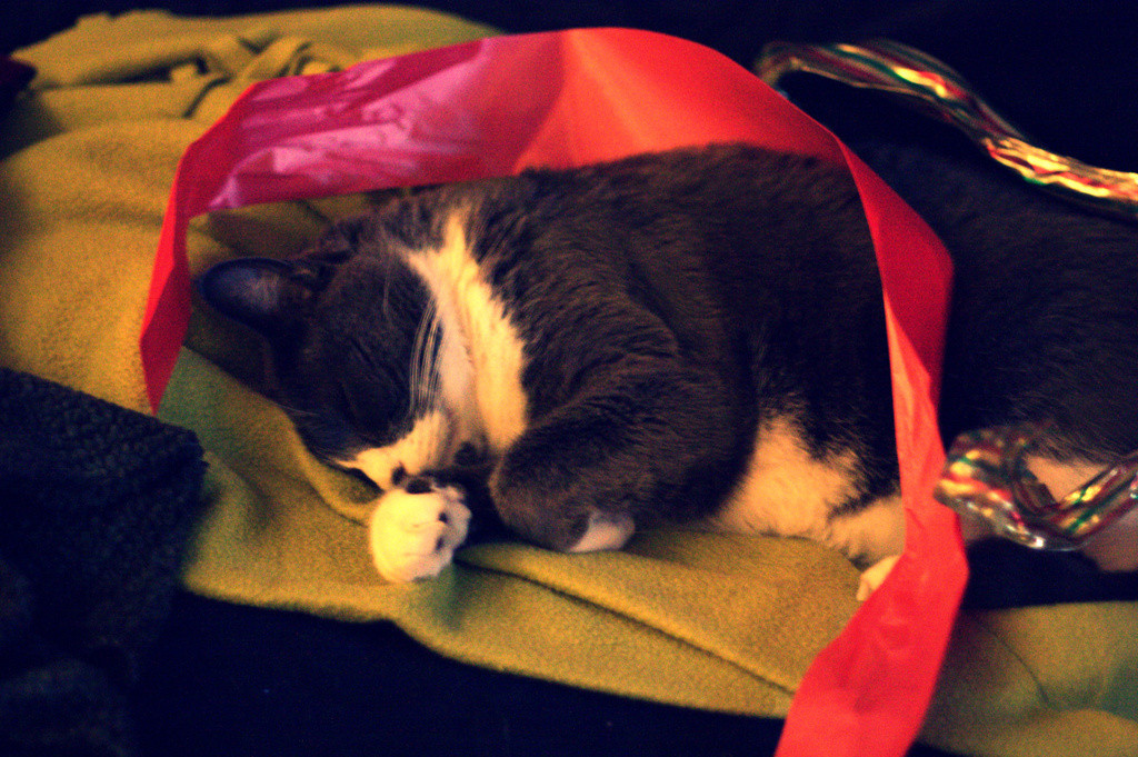 Bones the cat, napping among the Christmas ribbons  