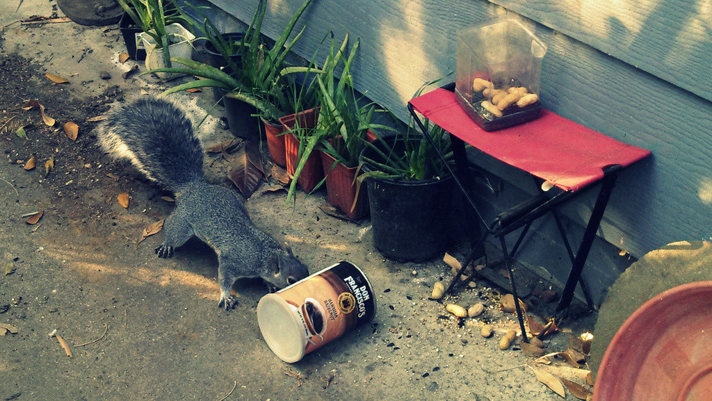 A gray squirrel stealing peanuts