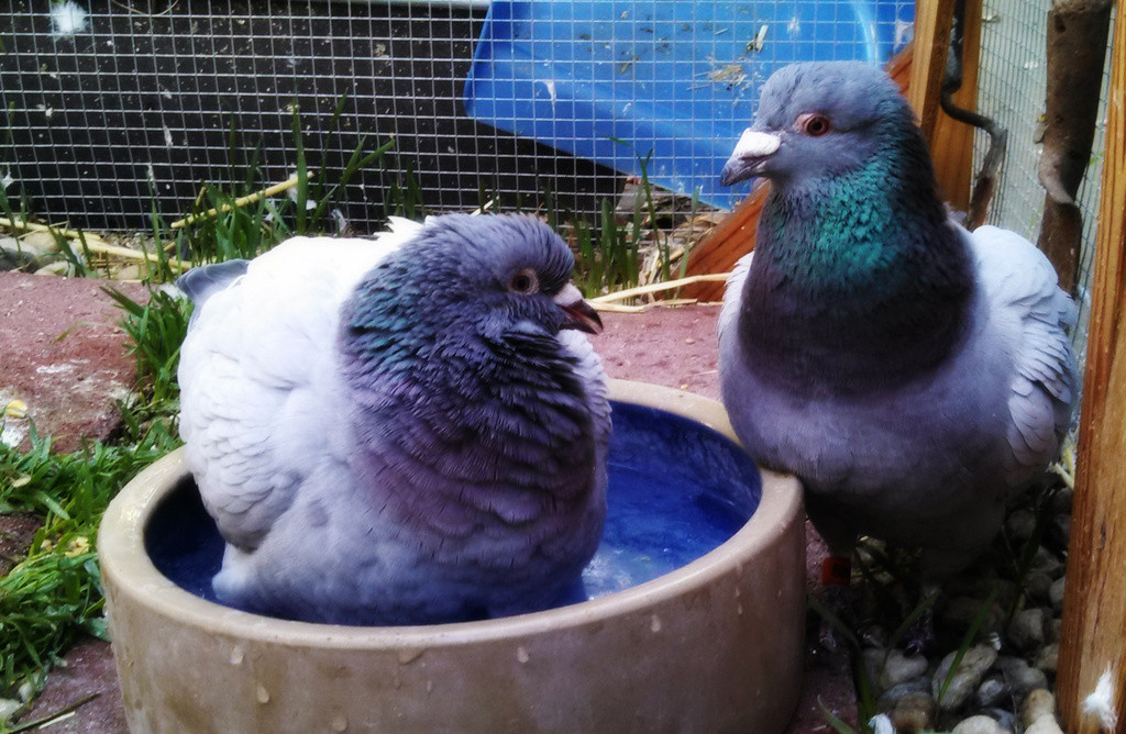 Earl and Randy, retired racing pigeons having a bath