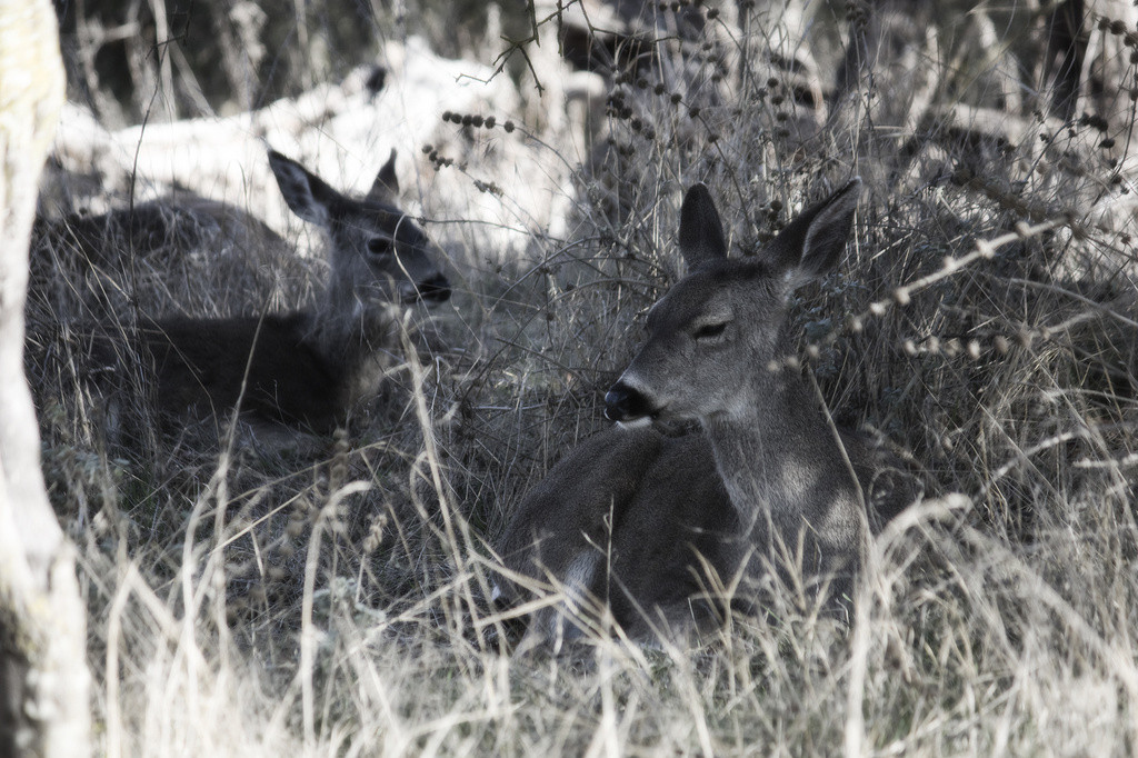 Black-tailed deer resting in tall grass